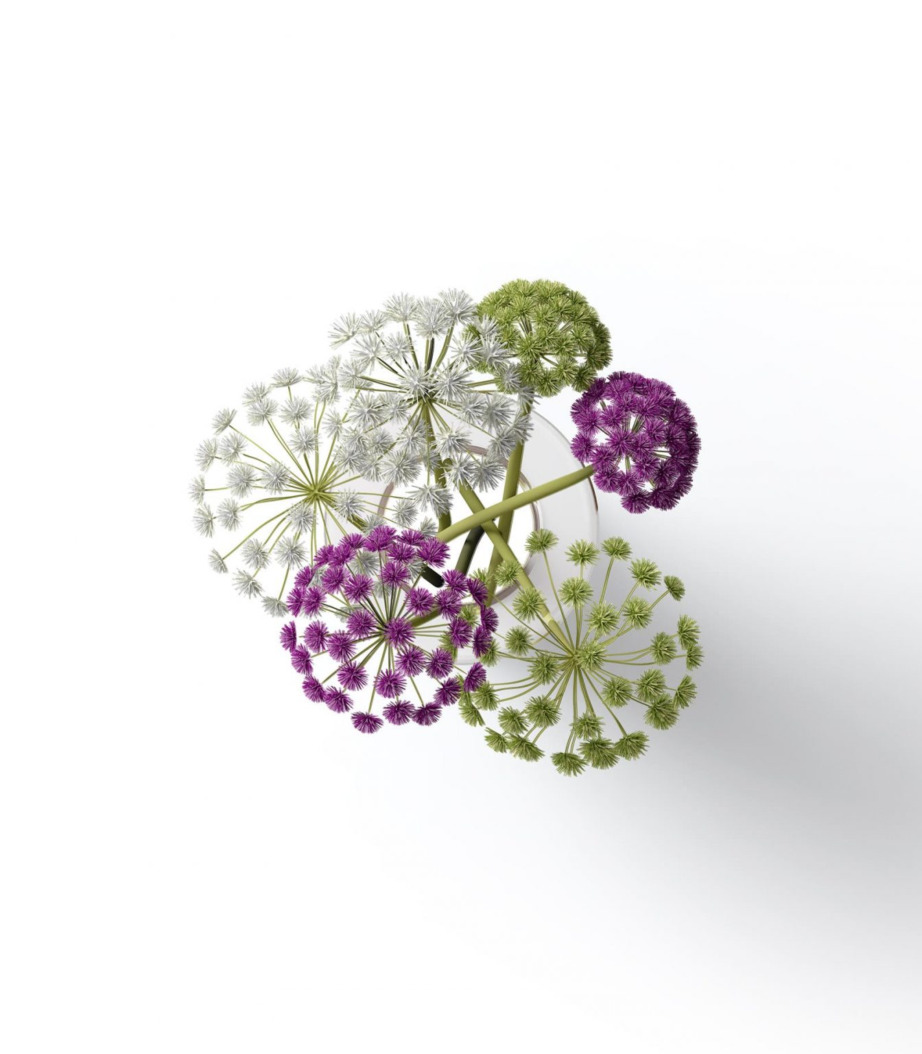 Download Allium Flowers Mockup Top View Buy For 2 Mockup Store Creatoom