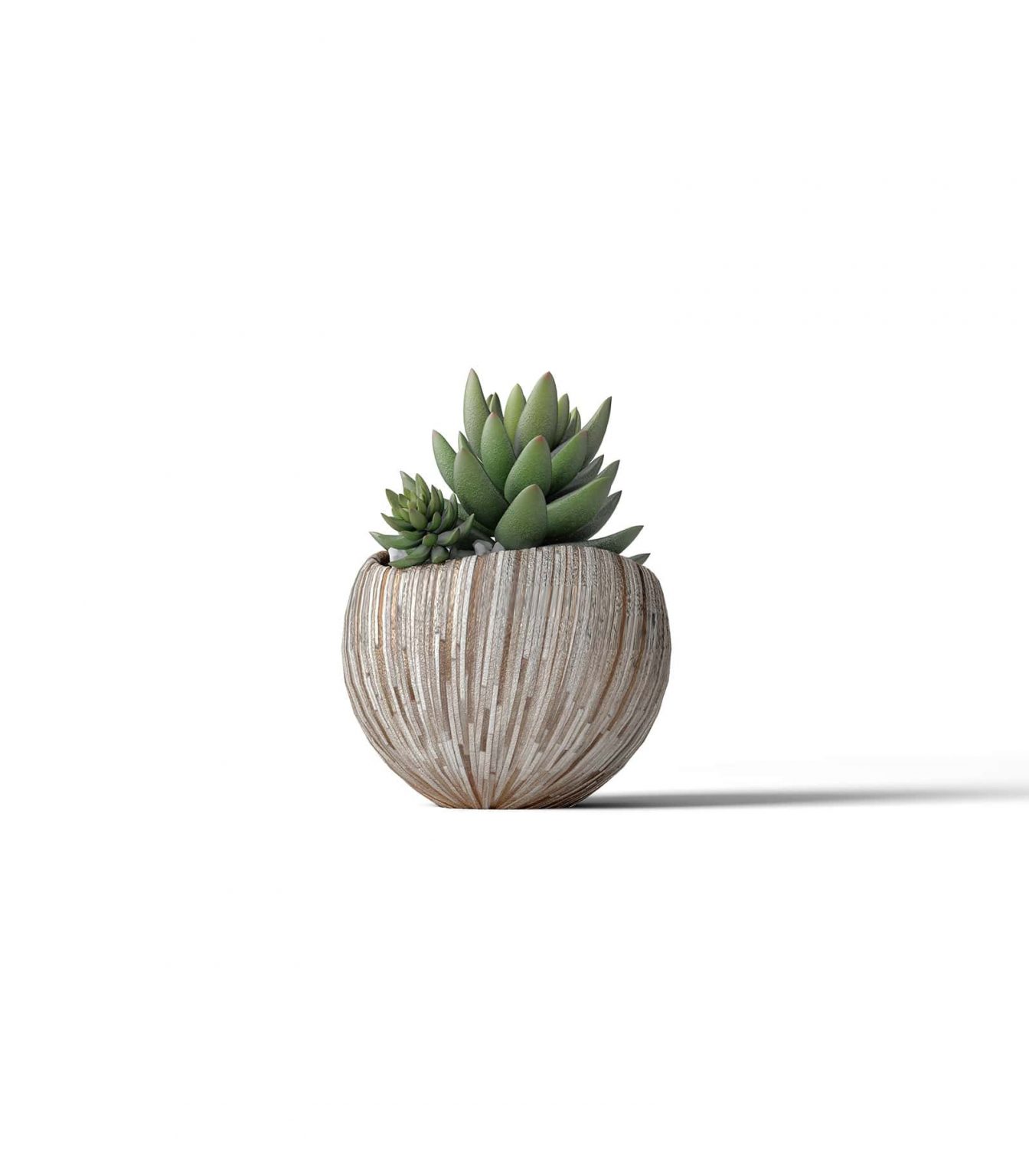 Download Succulents In Pot Mockup V1 Front View Buy For 2 Mockup Store Creatoom